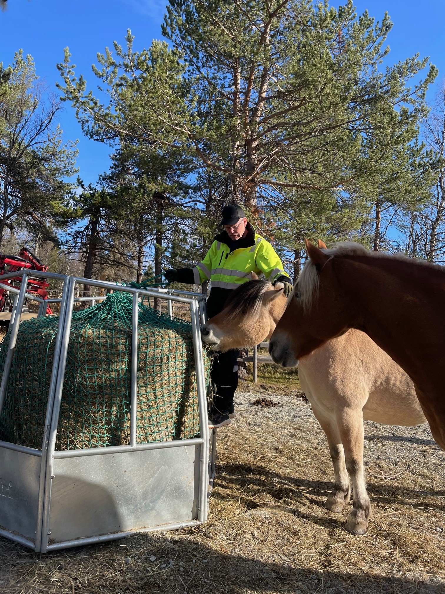 Vaktmester sørger for påfyll av mat til hestene Valmet og Rødi  